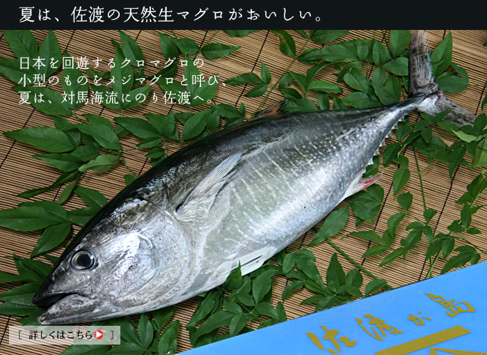 ���n���̓V�R���}�O��