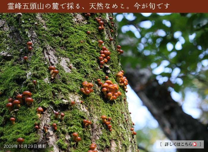 �H�̌b�݁@�V�R�Ȃ߂�