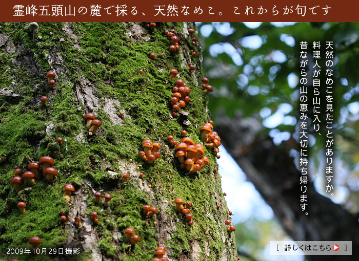 �L�m�R���L�x�ł�