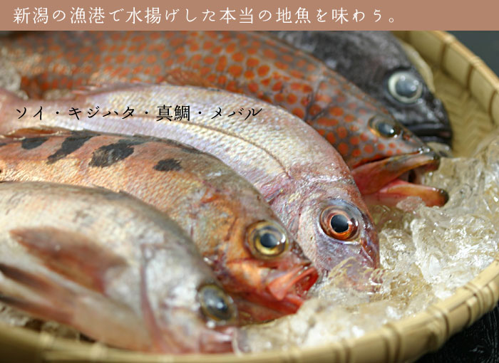新潟の漁港で水揚げした本当においしい地魚