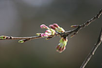 ��������̍� �J�ԏ�01