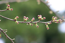 ��������̍��̊J�ԏ�2