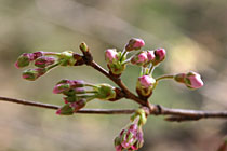 ��������̍��̊J�ԏ�3