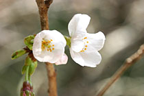 ��������̍����J�Ԃ��܂���20070407