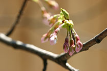 ���̊J�ԏ󋵃��|�[�g�����ꂩ�炪�{�Ԃł�