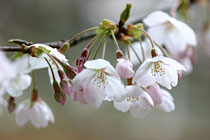 �q�����猩����̊J�ԏ�