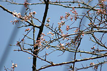 �������򋤓��I�V���C�̍�