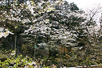 �I�V���C���q�����璭�߂��