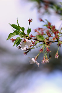 ���͏I���܂���