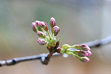 2008�N�̍��J�ԏ�