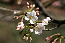 ����20�N4��6���@���炭