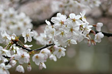 ���̊J�ԏ󋵎ʐ^4��8��