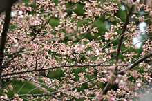 ���̊J�ԏ󋵎ʐ^4��8��