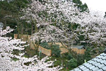 ��������̘I�V���C�̍�