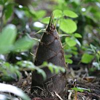 �����̂�����