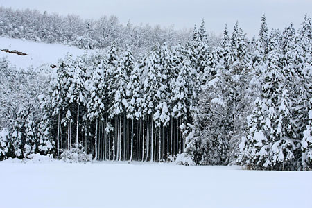 �V���̐�i�F�@���˂̑���