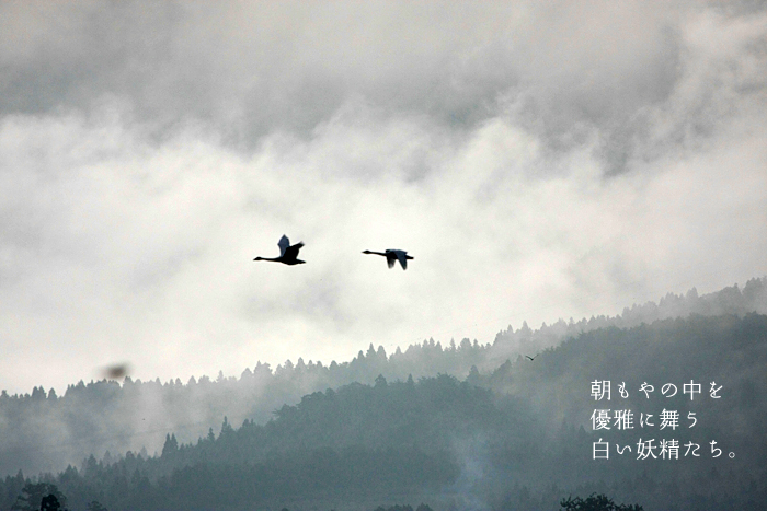 朝もやの中を優雅に舞う白い妖精たち。