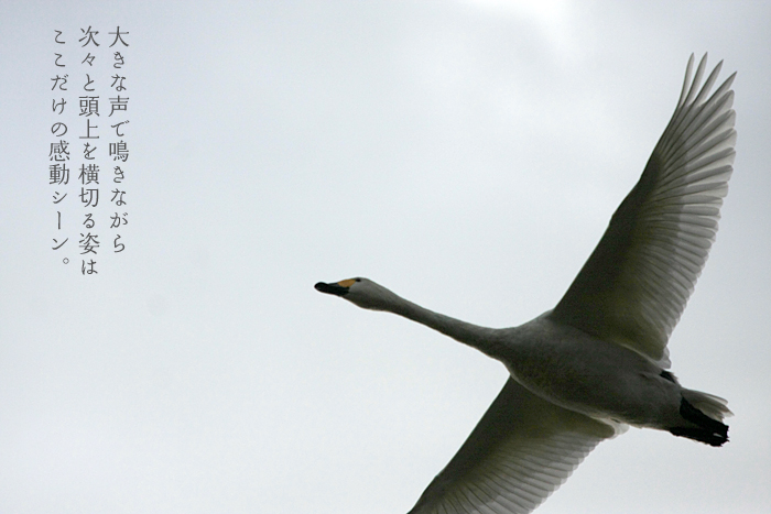 大きな声で鳴きながら次々と頭上を横切る姿はここだけの感動シーン。
