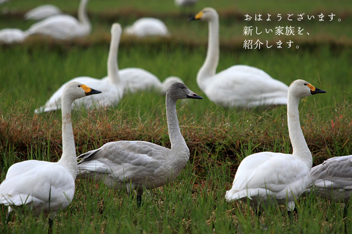 おはようございます。新しい家族を紹介します。