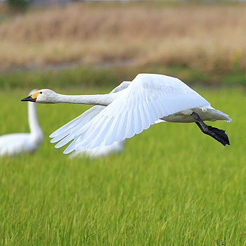 �Z�΂̔���