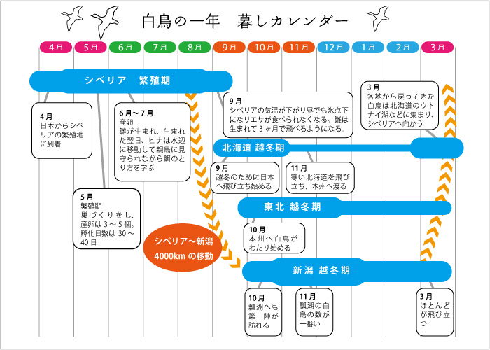 �Z�΂̔����@��N�̕邵�J�����_�[