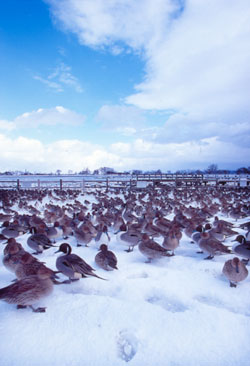 �Z�΂̐���