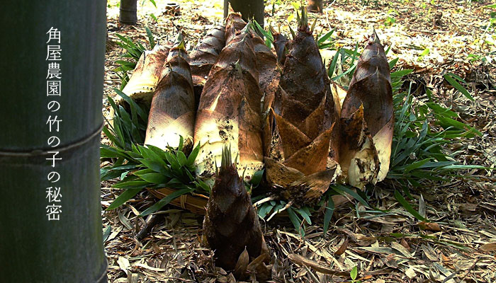 �p���_���̒|�̎q�̔閧