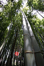 �|�т̐���