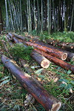 �|�ъԔ�����