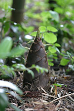 ���@�肽���̂�