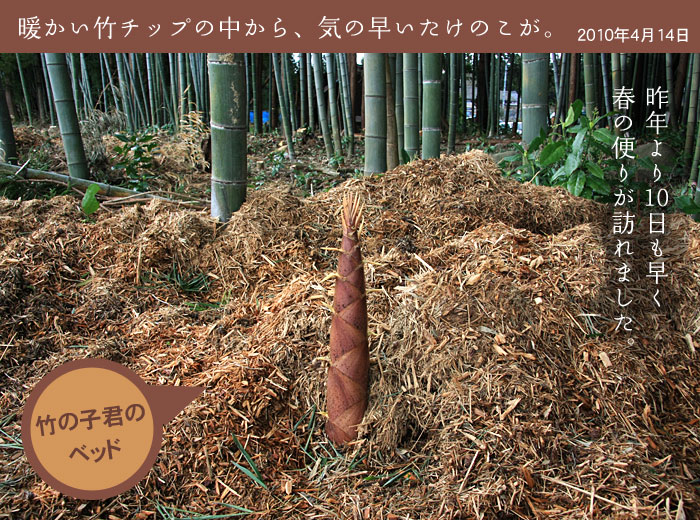 �g�����|�`�b�v�̒�����A�C�̑��������̂����B