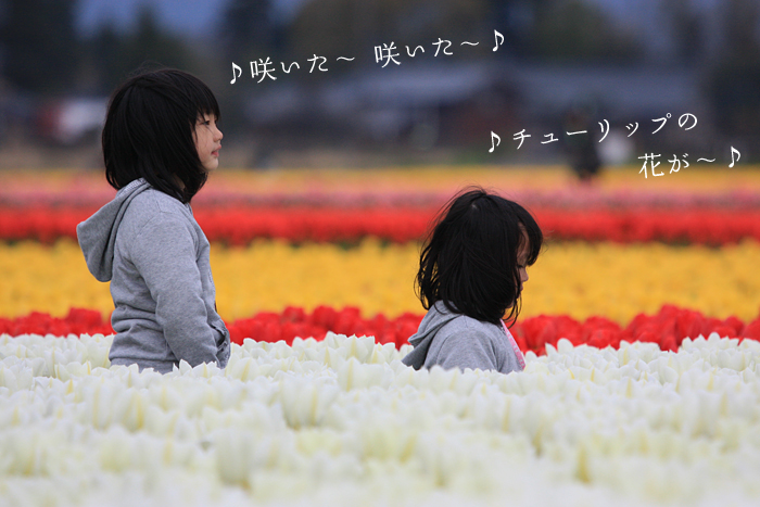 �V�����ܐ�s�`���[���b�v��