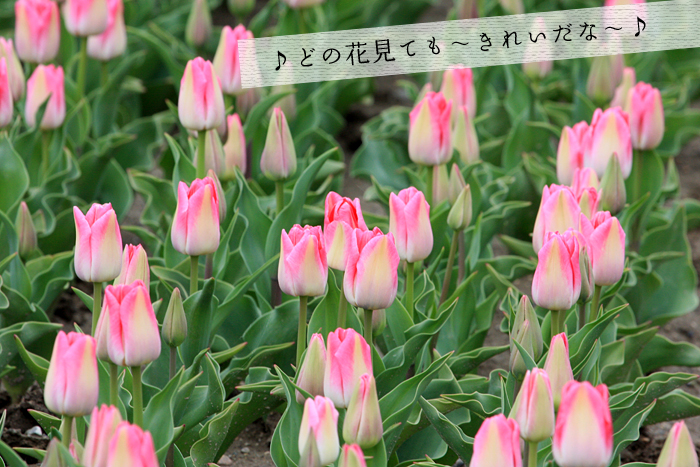 �V�����ܐ�s�`���[���b�v��