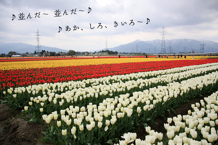 �V�����ܐ�s�`���[���b�v��