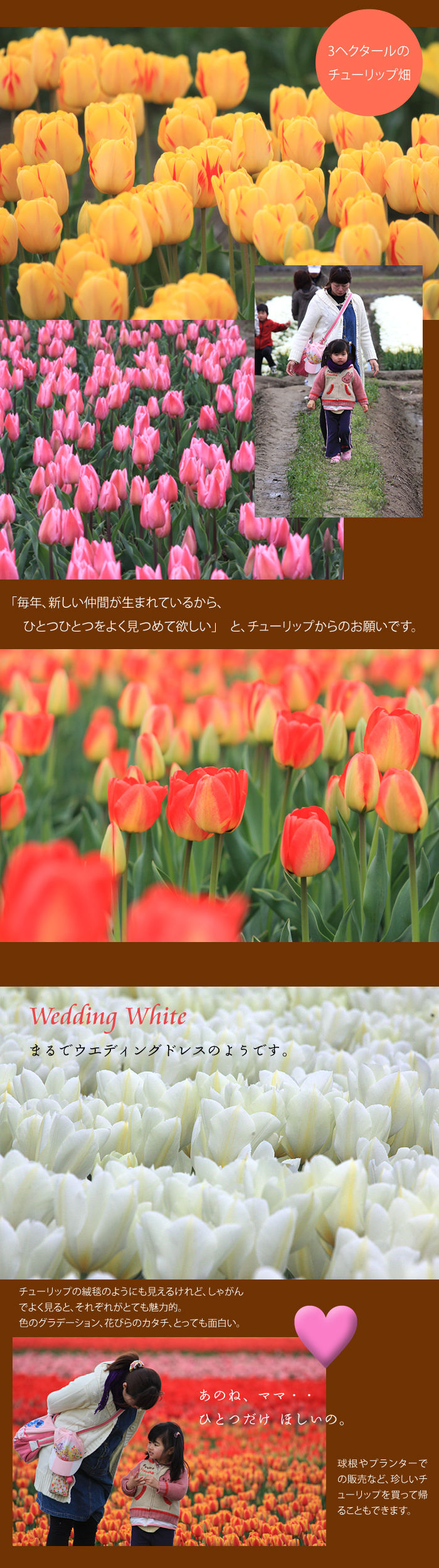 �V�����ܐ�s�`���[���b�v��