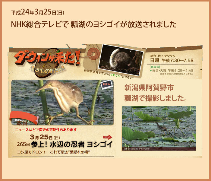 �V�����Z�΂̃��V�S�C�@NHK�ɂĕ���