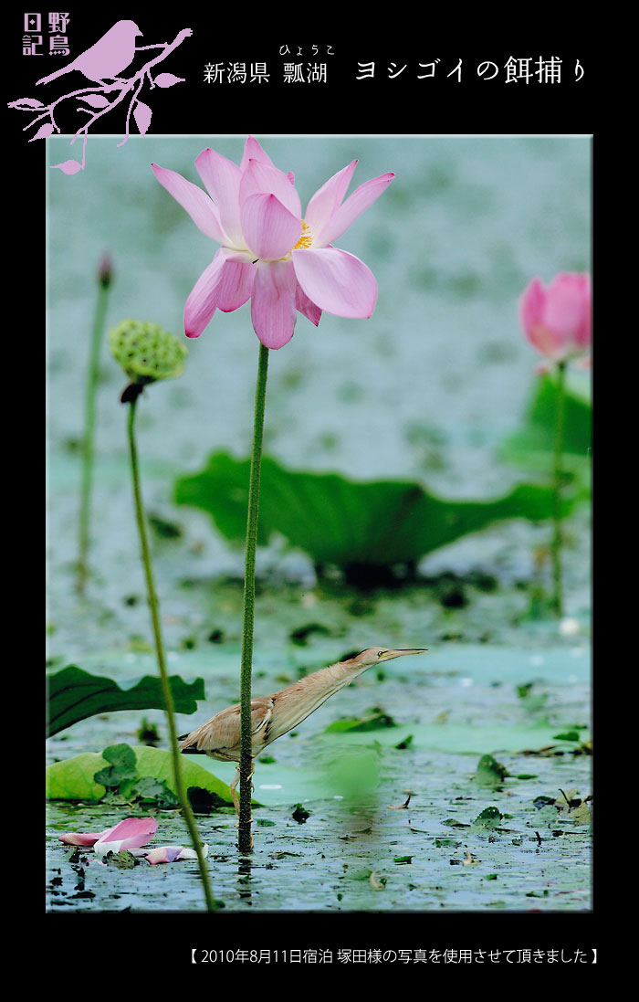 �Z�΂̃��V�S�C