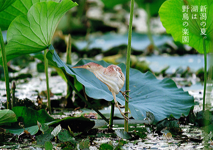 �Z�΂͈�N���쒹�̊y��