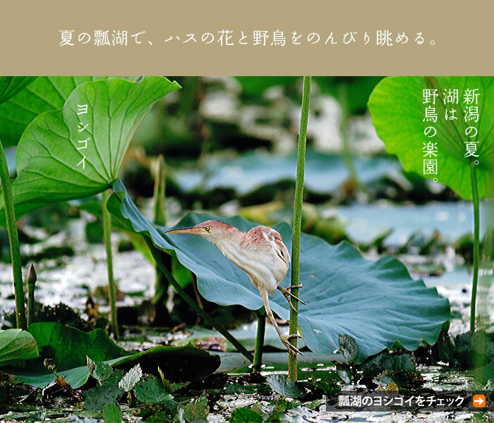 �Ă̕Z�΂ŁA�n�X�̉ԂƖ쒹���̂�т蒭�߂�