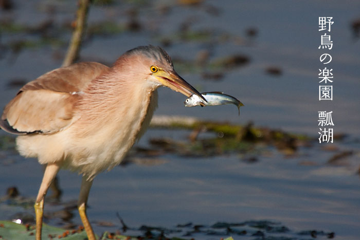 �쒹�̊y���Z��