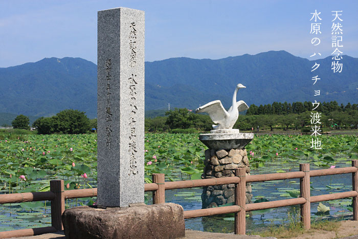 �V�R�L�O�� �����̃n�N�`���E�n���n