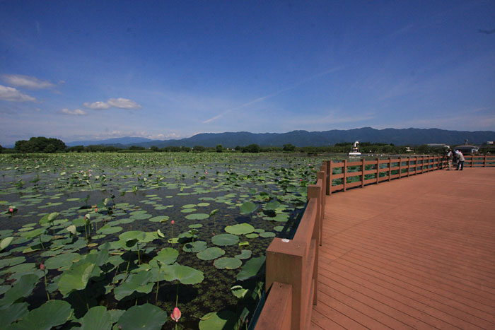 �E�b�h�f�b�L����͑傫�Ȑ�ƌܓ��A��