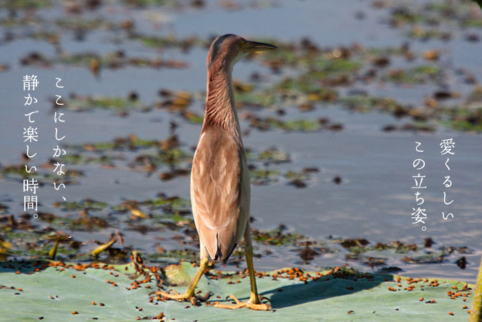 �����ɂ����Ȃ��Â��Ŋy��������