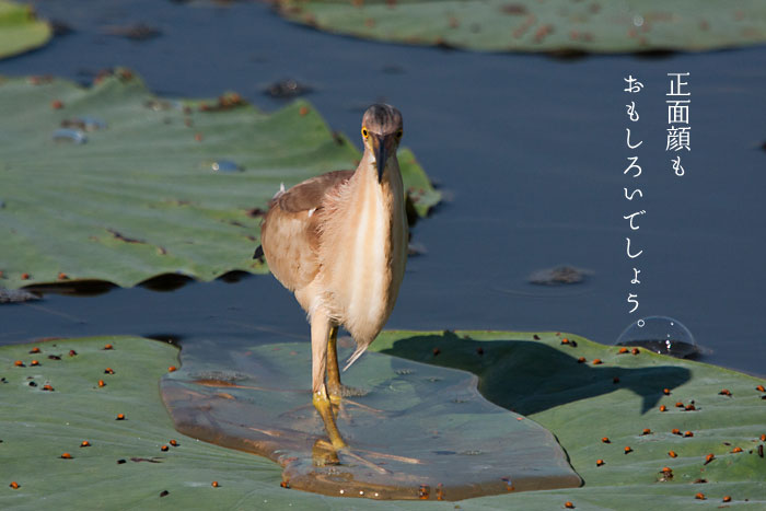 ���ʊ���ʔ������V�S�C