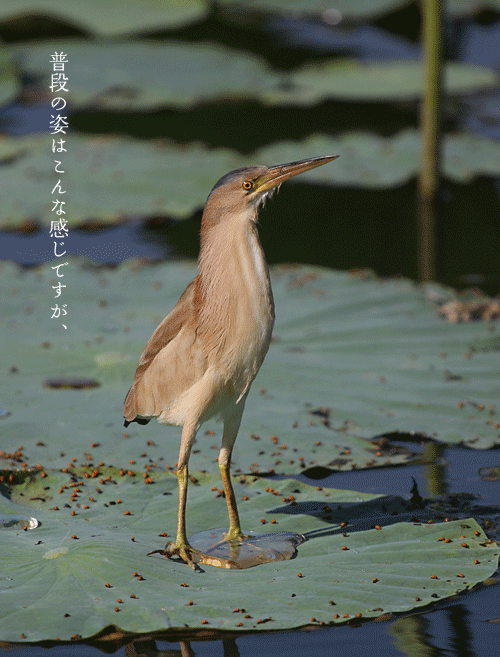 ���V�S�C�̎񂪐L�т�l�q