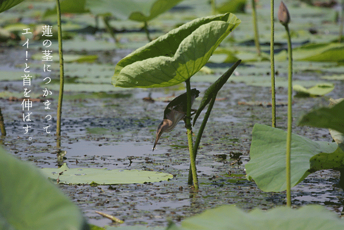 �@�̌s�ɒ͂܂�