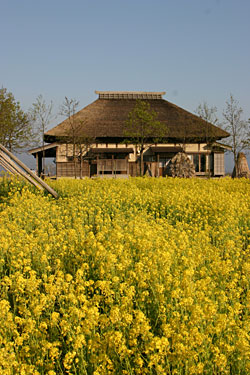 福島潟の菜の花と古民家