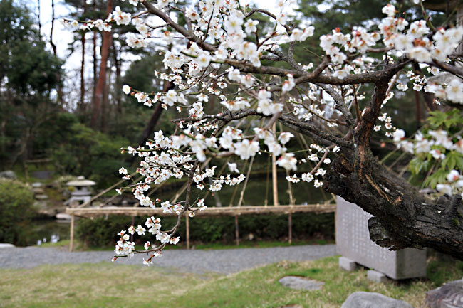 市島邸庭園の白梅