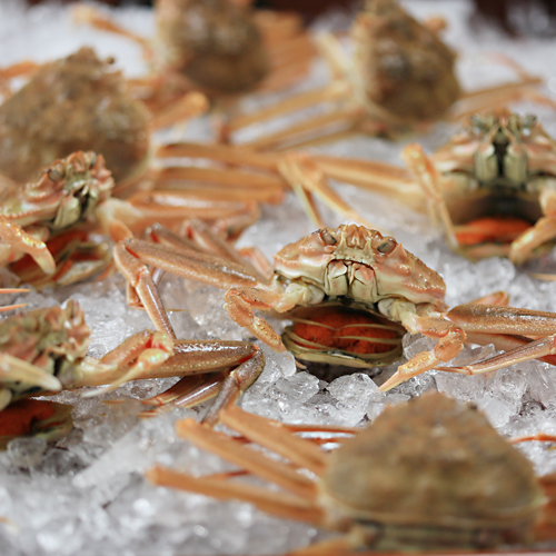 新潟のズワイガニの雌 メガニ