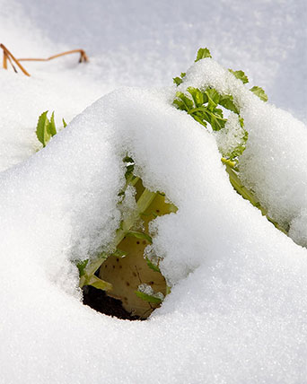 雪の下の野菜
